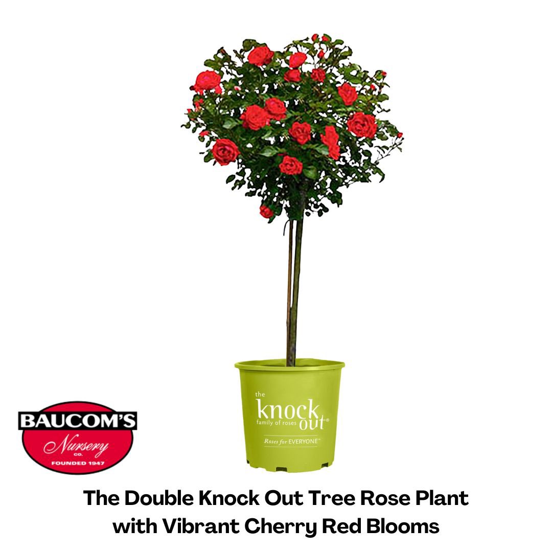 Knock Out Tree Roses Available Now!
Check out our assortment on Baucom’s Nursery!

Visit us at baucomsnursery.com for all your WHOLESALE ONLY needs. 

#knockout #rose #tree #hangingbaskets #planters #palm #plant #plantsplant #tropical #shrub #palms #rose #baucomsnursery