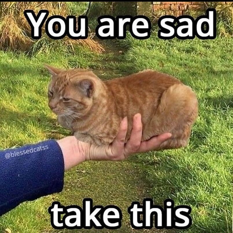 Punch Cat (@punchingcat) on Twitter photo 