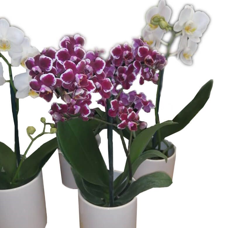 Orquídea miniatura en base de cerámica.
magenta.style/arreglos-flora…