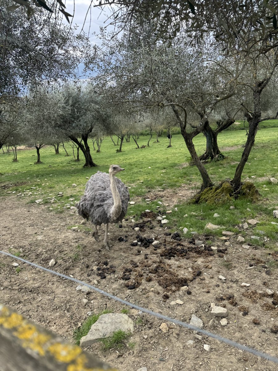 In Italy today to test out the new 4WD Jeep Avenger 4XE and get a sneak peek at the new Compass though that's still under wraps.
Great day 4x4ing with <a href="/JeepIreland/">JeepIreland</a>
Even found an ostrich