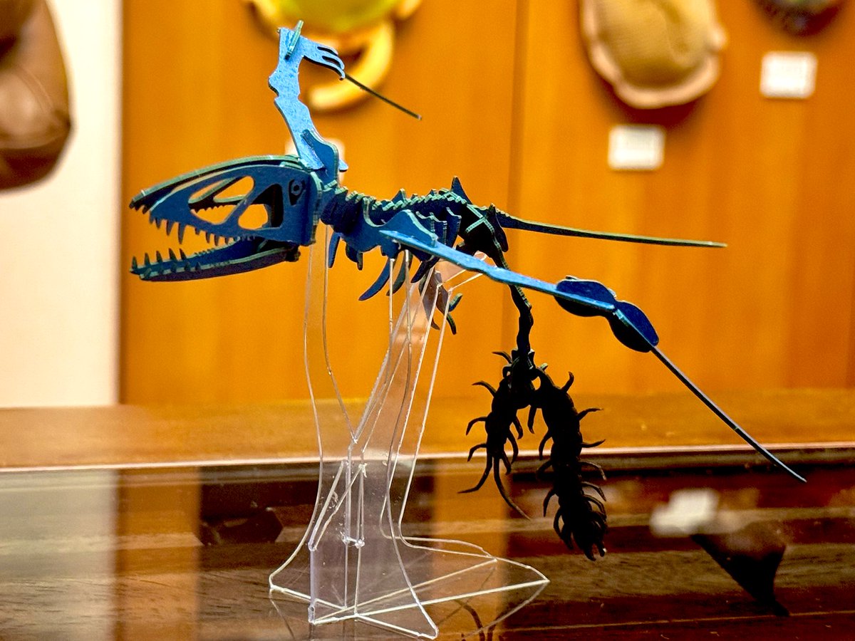 Paleoparadoxian's tweet photo. パズミー　ディモルフォドン
1/17

一カ月半前に購入したのをようやく子供の目を盗みつつようやく組み立て

足のムカデ？は引っ掛けてあるだけなので、取り外し可能

当初は他の翼竜のように魚食性とされていたが、小動物や昆虫などを食べていたのではないかと言われているそう

#我が家のこせいぶつ https://t.co/CgVEptdUsb