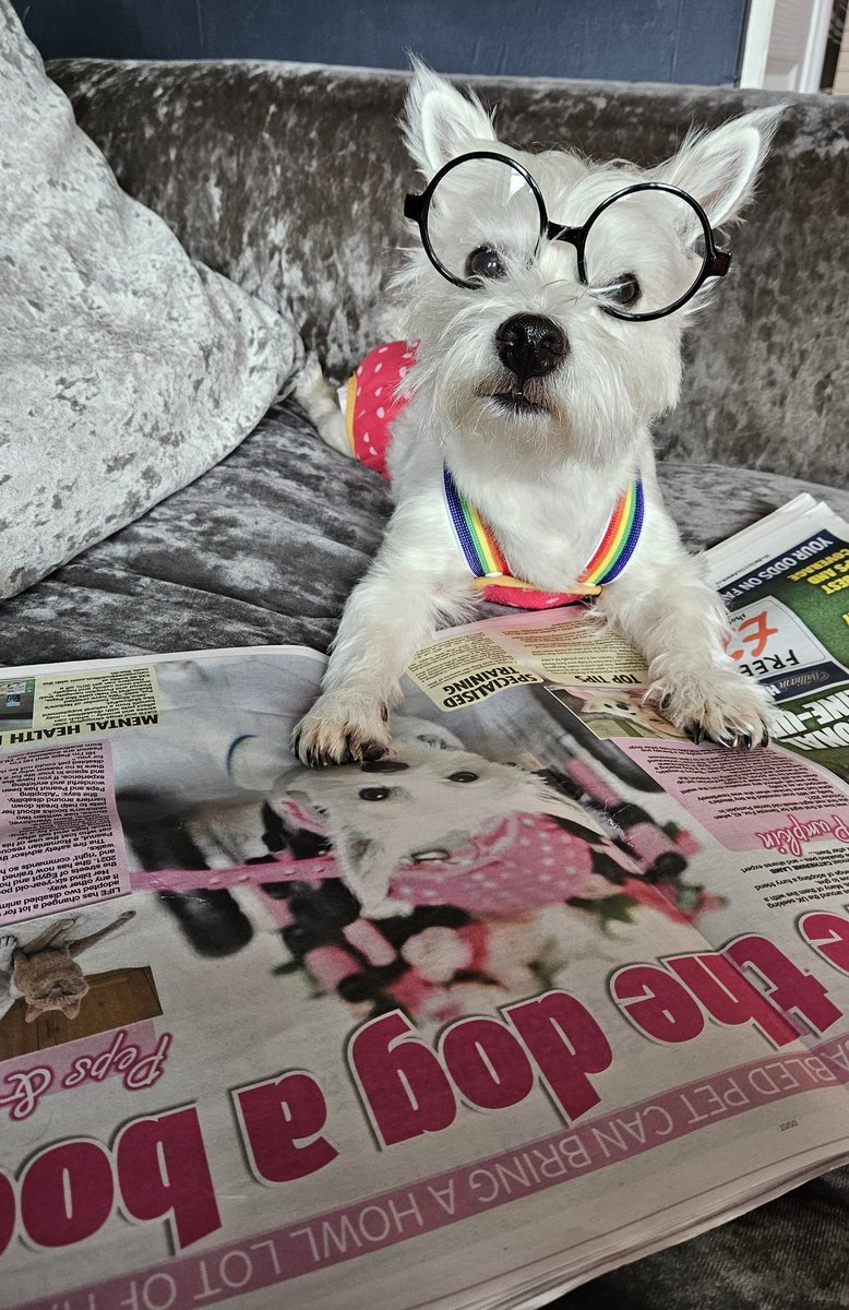 PumpkinPuppy3's tweet photo. Today is national Terrier day ❤️
We couldn't think of a better Terrier to be raising the awareness of Disabled animals and West Highland Terriers.
A full centre spead in the Daily Star - well done Pumpkin ❤️❤️❤️❤️❤️❤️❤️❤️❤️❤️❤️❤️❤️❤️❤️❤️❤️
#nationalterriorday 
#westie @dailystar https://t.co/O57h5hdfyx