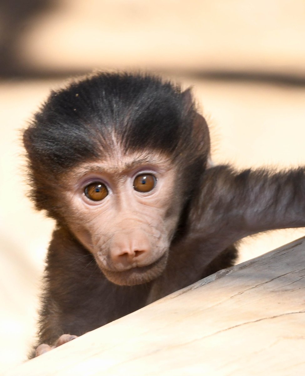 ZooWildlife's tweet image. Kiano the newest Olive Baboon baby is here to stare into your soul and invite you to visit him at Wildlife World Zoo! 🐒

Spring is the perfect time to visit to see all the new babies and check out all the new exhibits! 

#zoofun #babyanimals #springtime #familyfun #olivebaboon