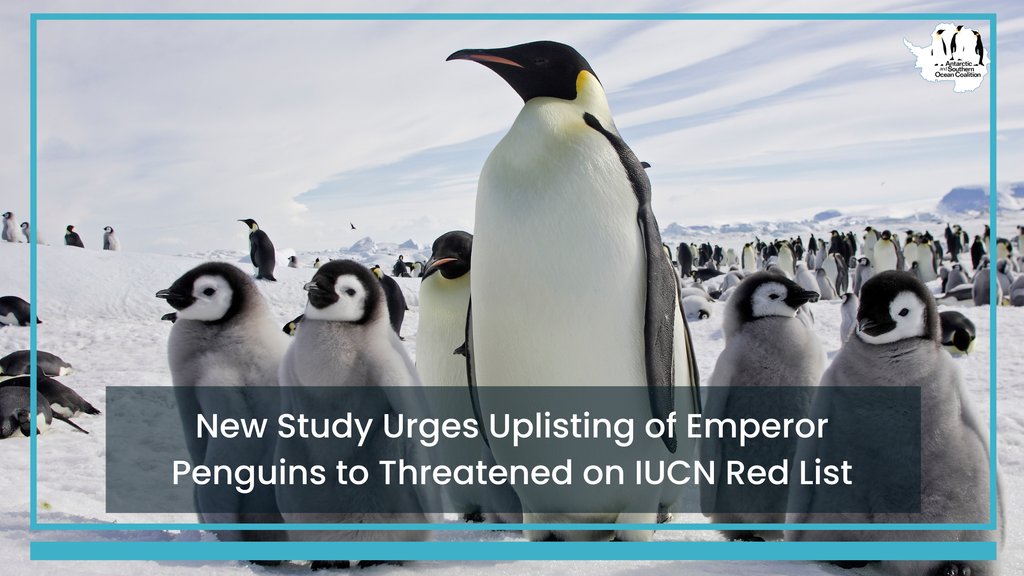 A new <a href="/WHOI/">Woods Hole Oceanographic Institution (WHOI)</a> study finds emperor penguins meet the criteria for Endangered status under IUCN guidelines. 🚨🐧 Using advanced climate models, researchers confirm that habitat loss from melting sea ice poses a serious threat to their survival. 
whoi.edu/press-room/new…