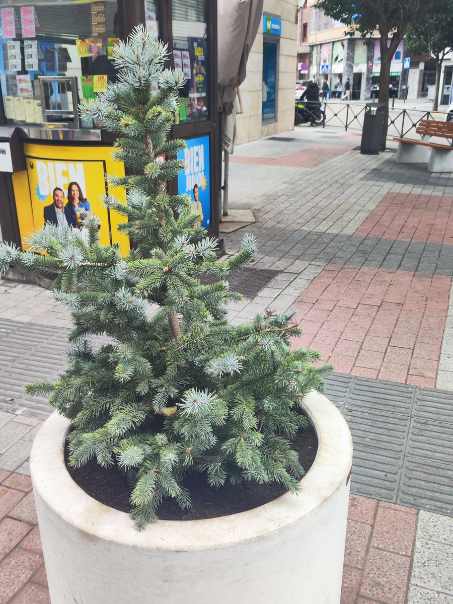 davicin981's tweet image. Hasta hoy, mucha gente creyo que serían papeleras y así se iba viendo; hasta que hoy hemos descubierto que son jardineras.
Y no se si decirlo, pero en plena campaña de #SemanaSanta , la #CalleManteria os desea a todes una muy #FelizNavidad desde #Valladolid 🤦🏻‍♂️🤣🤣