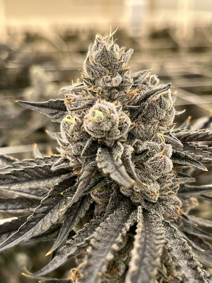 Raw Genetics (@raw_genetics_) on Twitter photo Tomorrow at 420est our collaboration with the BackPack Boys goes live exclusively on <a href="/NeptuneSeedBank/">Neptune Seed Bank</a>
๐ Giveaway ๐
Rules To Enter :
1- Follow <a href="/Rawdirect_/">Raw Direct</a> <a href="/Raw_Genetics_/">Raw Genetics</a>
2- Tag 3 friends
3- Repost
In 24 hours 3 winners will be chosen at random to receive 1 pack of seeds Tomorrow at 420est our collaboration with the BackPack Boys goes live exclusively on <a href="/NeptuneSeedBank/">Neptune Seed Bank</a>
๐ Giveaway ๐
Rules To Enter :
1- Follow <a href="/Rawdirect_/">Raw Direct</a> <a href="/Raw_Genetics_/">Raw Genetics</a>
2- Tag 3 friends
3- Repost
In 24 hours 3 winners will be chosen at random to receive 1 pack of seeds
