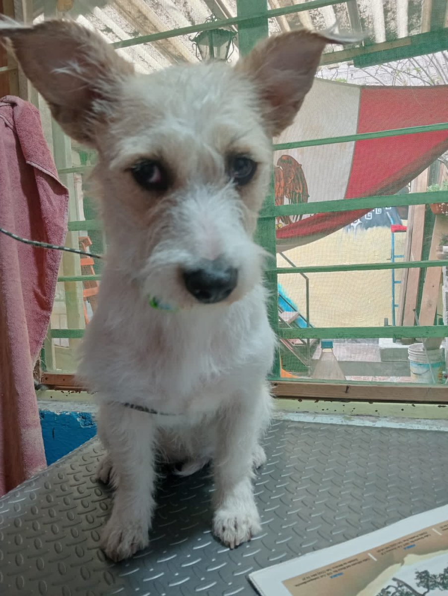 VIBRAmascotas's tweet photo. Primavera , es muy guapa , es talla chica-mediana, tiene 1 año de edad 
Urge una familia para ella por favor 
Wats 5548724347
#CDMX #adopcionresponsable https://t.co/wWkcImc4ZY