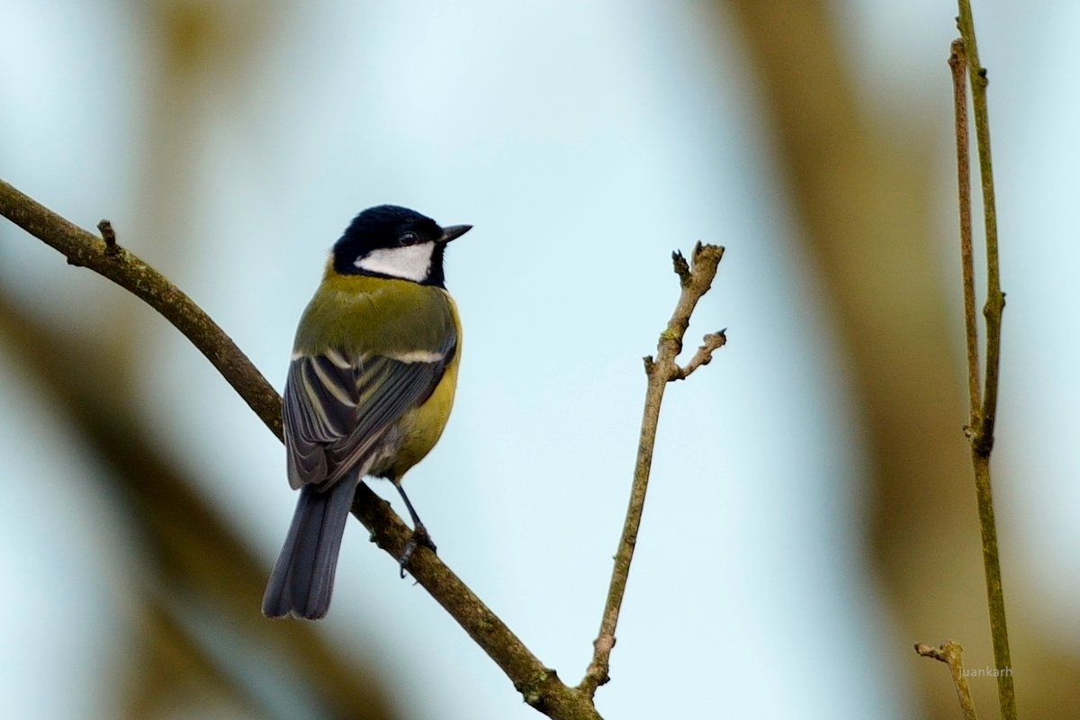 Juankar Hernandez tweet media