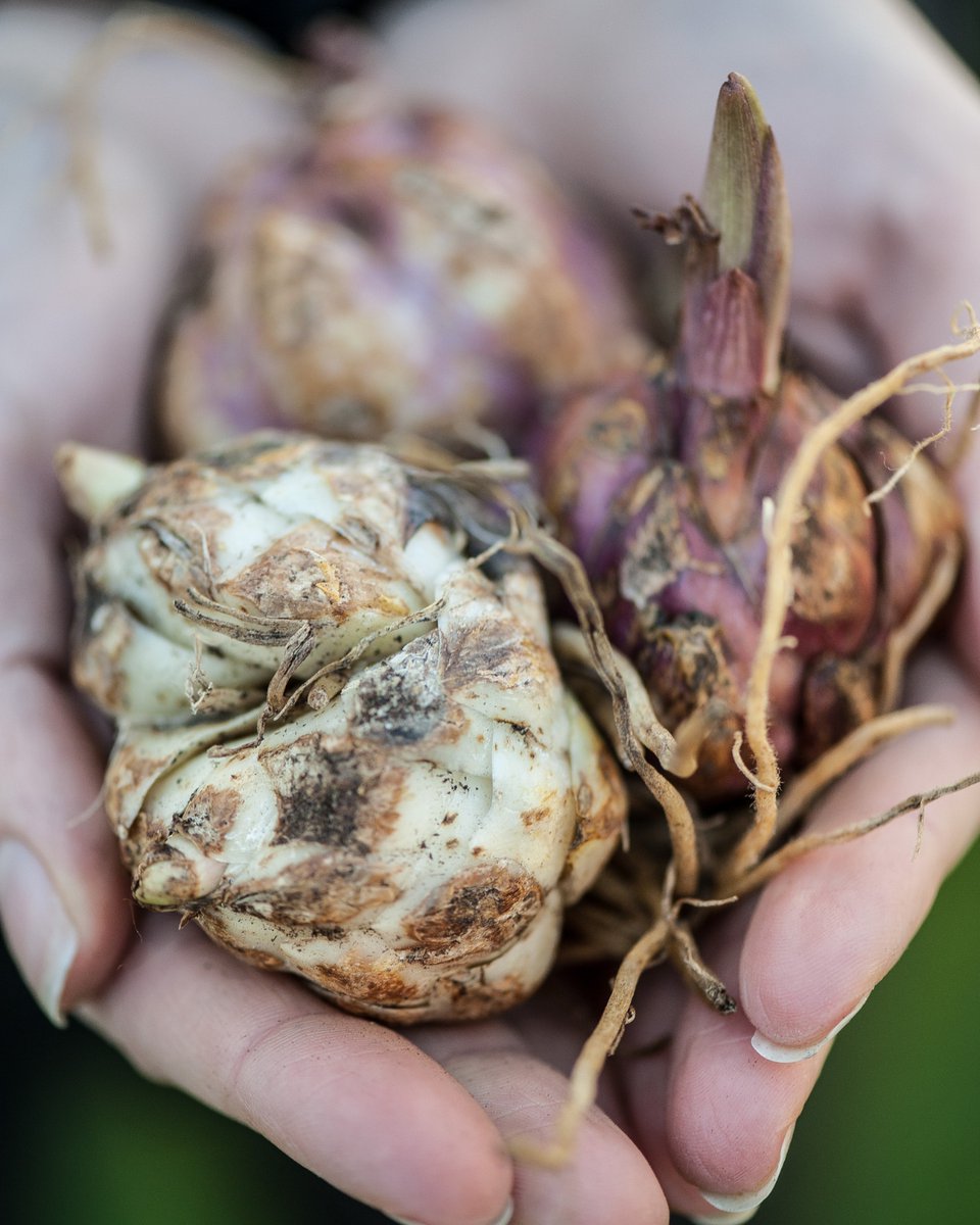 VanMeuwen's tweet photo. April is a busy month in the garden, so ditch the sofa and get planting. From summer-flowering bulbs like Lilies and Gladiolus to sowing hardy annuals, it’s the perfect time to bring vibrant colour to your garden. 
https://t.co/ZZXHeyVZBS https://t.co/6PPMai3xUR