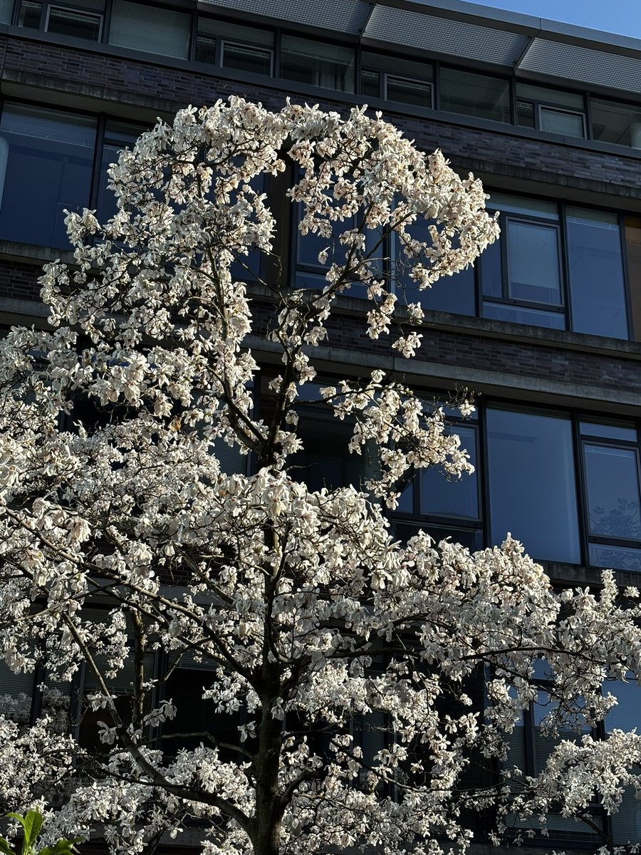 Mybus_Germany's tweet image. 🇩🇪マイバスドイツのあるオフィスビルの中庭では、コブシが綺麗に咲いています☘️Aprilwetter （晴れて暖かいと思えば雪が降ったり大雨に見舞われたりと、気まぐれな天気のこと）、4月でも油断を許さないドイツですが、ここ暫くは天気が良く、春の訪れを感じます🌸🤗