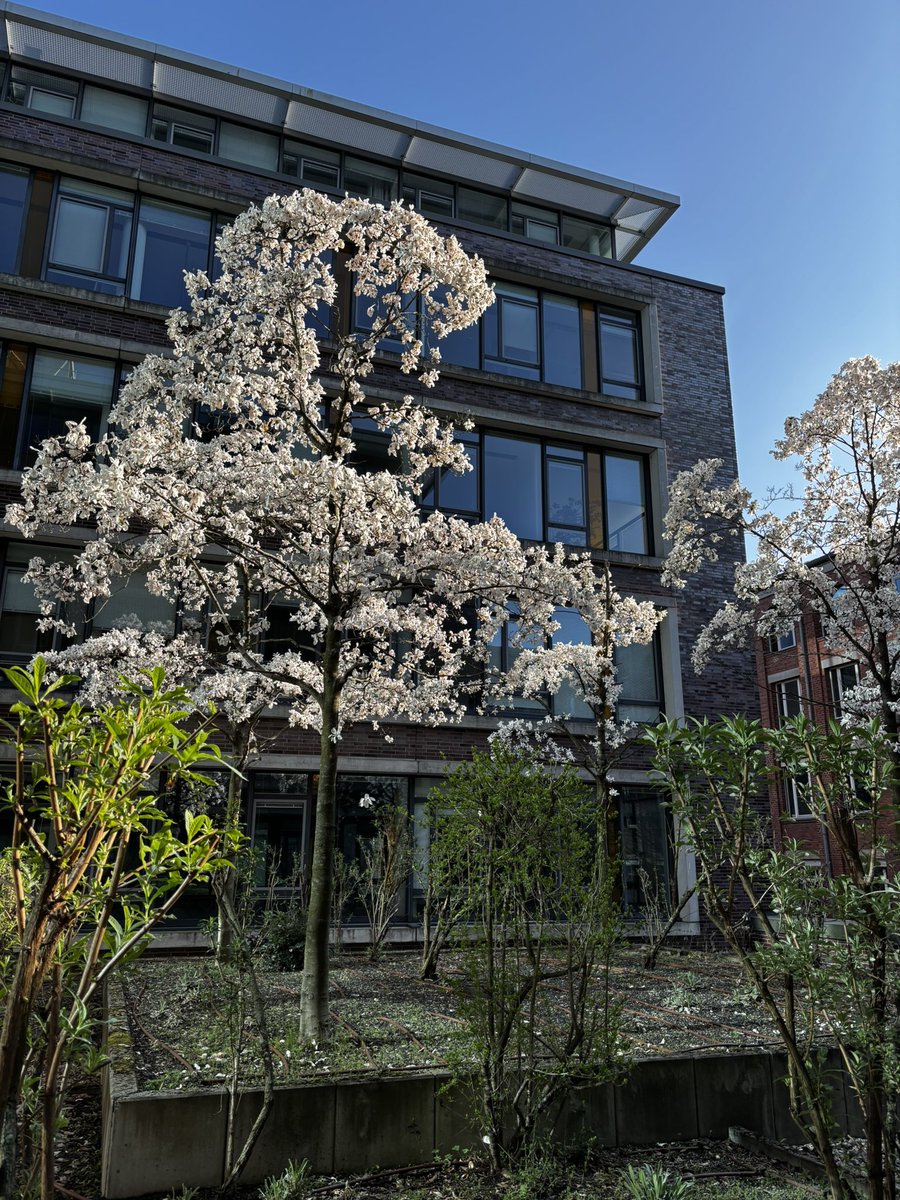 Mybus_Germany's tweet image. 🇩🇪マイバスドイツのあるオフィスビルの中庭では、コブシが綺麗に咲いています☘️Aprilwetter （晴れて暖かいと思えば雪が降ったり大雨に見舞われたりと、気まぐれな天気のこと）、4月でも油断を許さないドイツですが、ここ暫くは天気が良く、春の訪れを感じます🌸🤗