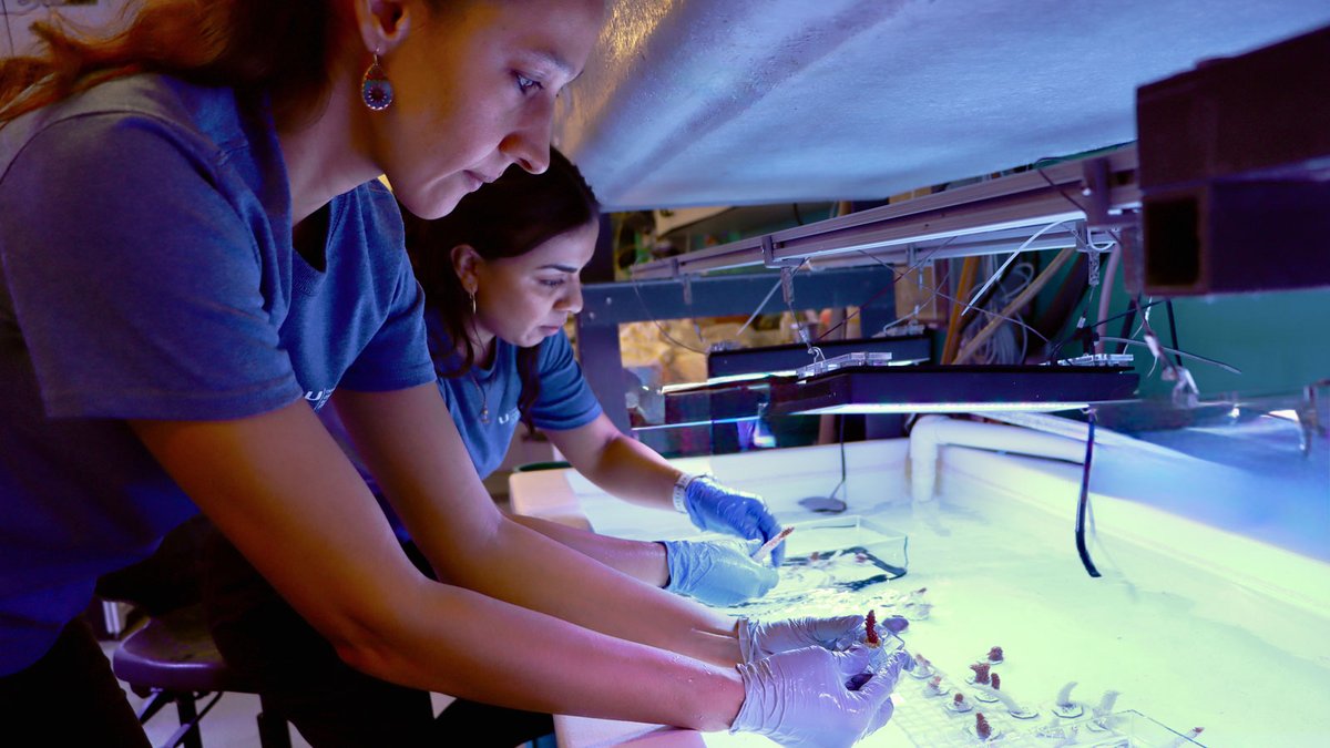 NOAA_AOML's tweet image. In a new study, scientists at AOML and @CIMASRosenstiel demonstrated how some genotypes of the reef-building coral A. cervicornis proved resilient when exposed to high nutrient levels or disease, but not when the two stressors were combined. Click here: aoml.noaa.gov/new-study-demo…
