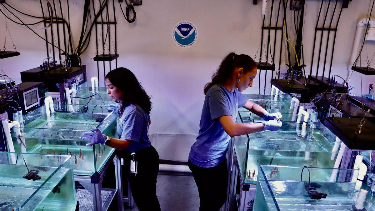 NOAA_AOML's tweet image. In a new study, scientists at AOML and @CIMASRosenstiel demonstrated how some genotypes of the reef-building coral A. cervicornis proved resilient when exposed to high nutrient levels or disease, but not when the two stressors were combined. Click here: aoml.noaa.gov/new-study-demo…