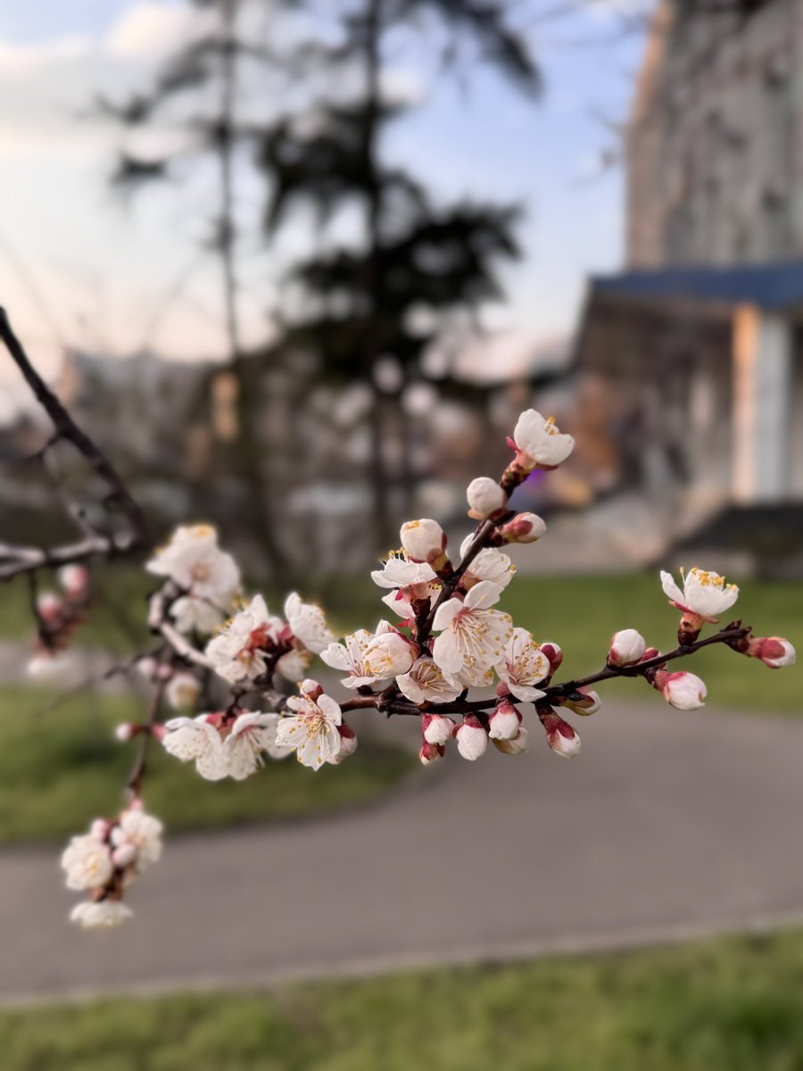 Я зустріла перше квітуче дерево в цьому році 🥹
Квітуча абрикоска