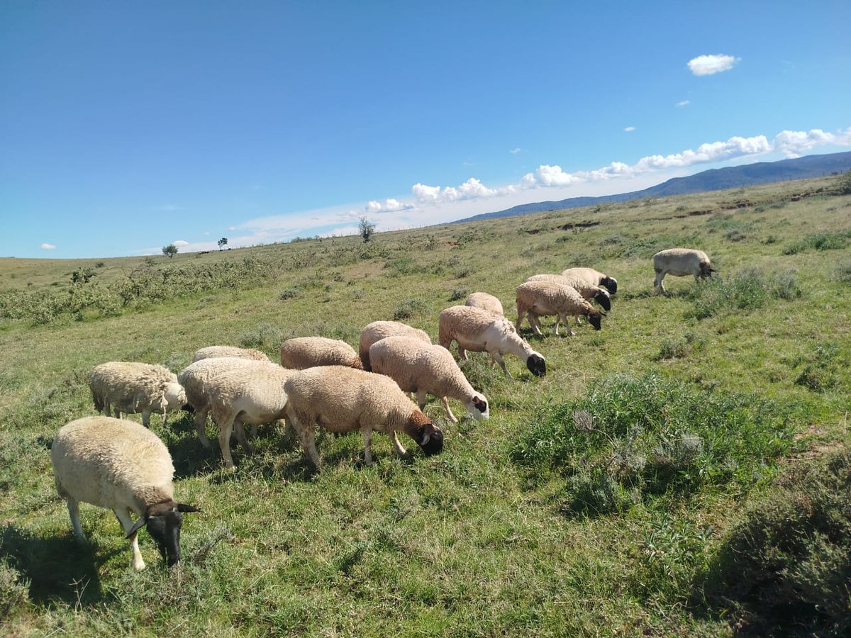 Sheep on Sell.

Pregnant Ewes.

23,000/= Each.

Call me