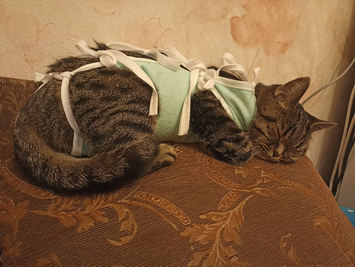 Кошка Кася ждет лучики поддержки после операции. Очень нужно ☀ для восстановления сил и веры в лучшее. 
Второй день. Начала пить...