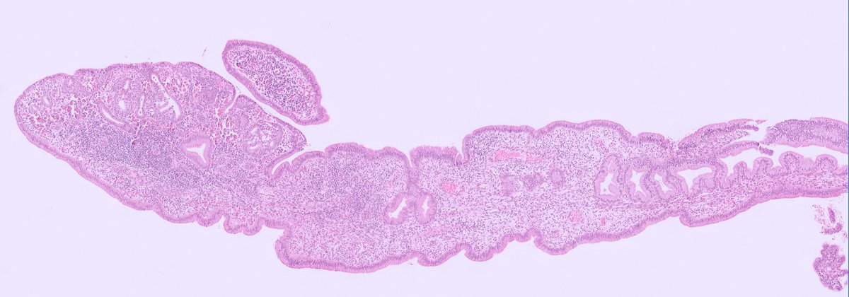 Lorand Kis tweet media