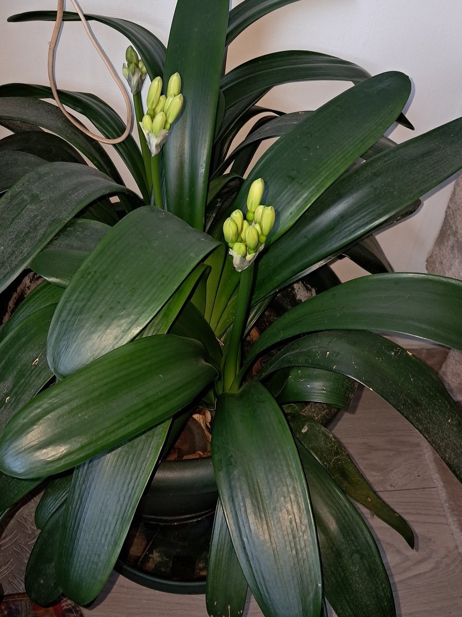 StefanvanderLa4's tweet image. Kijk mijn prachtige #Clivias eens mooi bloeien! 🌺🎋Z☀️ 🌞. Fun fact: Een #Clivia bloeit alleen als hij op het #Westen gericht is, en niet verplaatsen! De grote moederplant, is meer dan 130jaar oud. Was nog van overgrootmoeder! Prachtige plant 🌿! 🙏💖