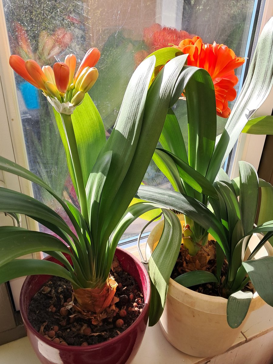 StefanvanderLa4's tweet image. Kijk mijn prachtige #Clivias eens mooi bloeien! 🌺🎋Z☀️ 🌞. Fun fact: Een #Clivia bloeit alleen als hij op het #Westen gericht is, en niet verplaatsen! De grote moederplant, is meer dan 130jaar oud. Was nog van overgrootmoeder! Prachtige plant 🌿! 🙏💖