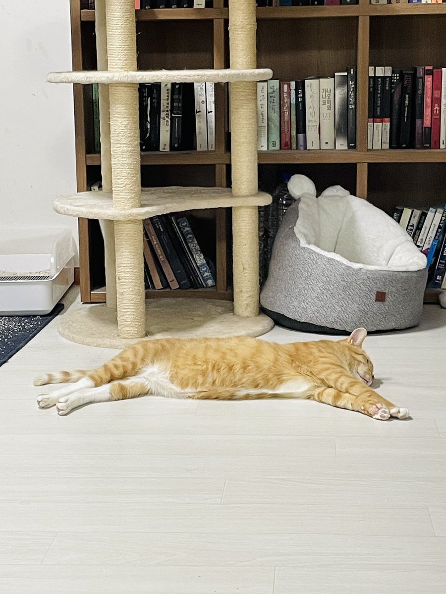 따끈한 데 널부렁~
헨제리 봉제선 보이네!

#가족찾는헨젤 #입양홍보 #사지말고입양하세요 #고양이입양 #성묘입양