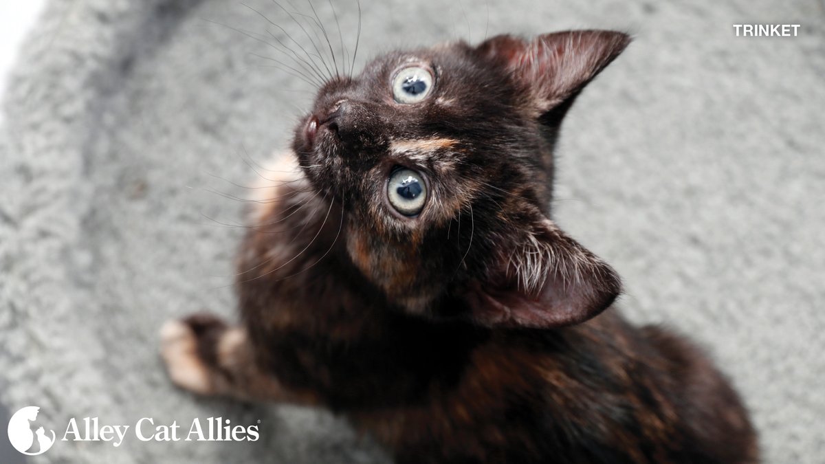 alleycatallies's tweet image. Research has shown a clear relationship, “The Link,” between violence toward animals and violence toward people. 

Animal cruelty must be investigated and prosecuted to the fullest extent of the law, for the sake of cats, all animals, and us all.

Join us: alleycat.org/Anti-Cruelty