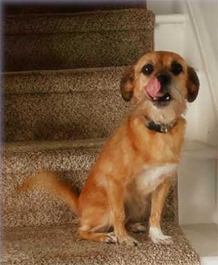 All Friends Pet Care tweet media