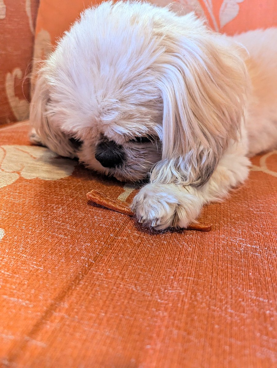 jnrsx's tweet photo. A break from all the chaos in the world. Lally you are my calm n I love you so much pup 💗 https://t.co/jqhSm0UUFR