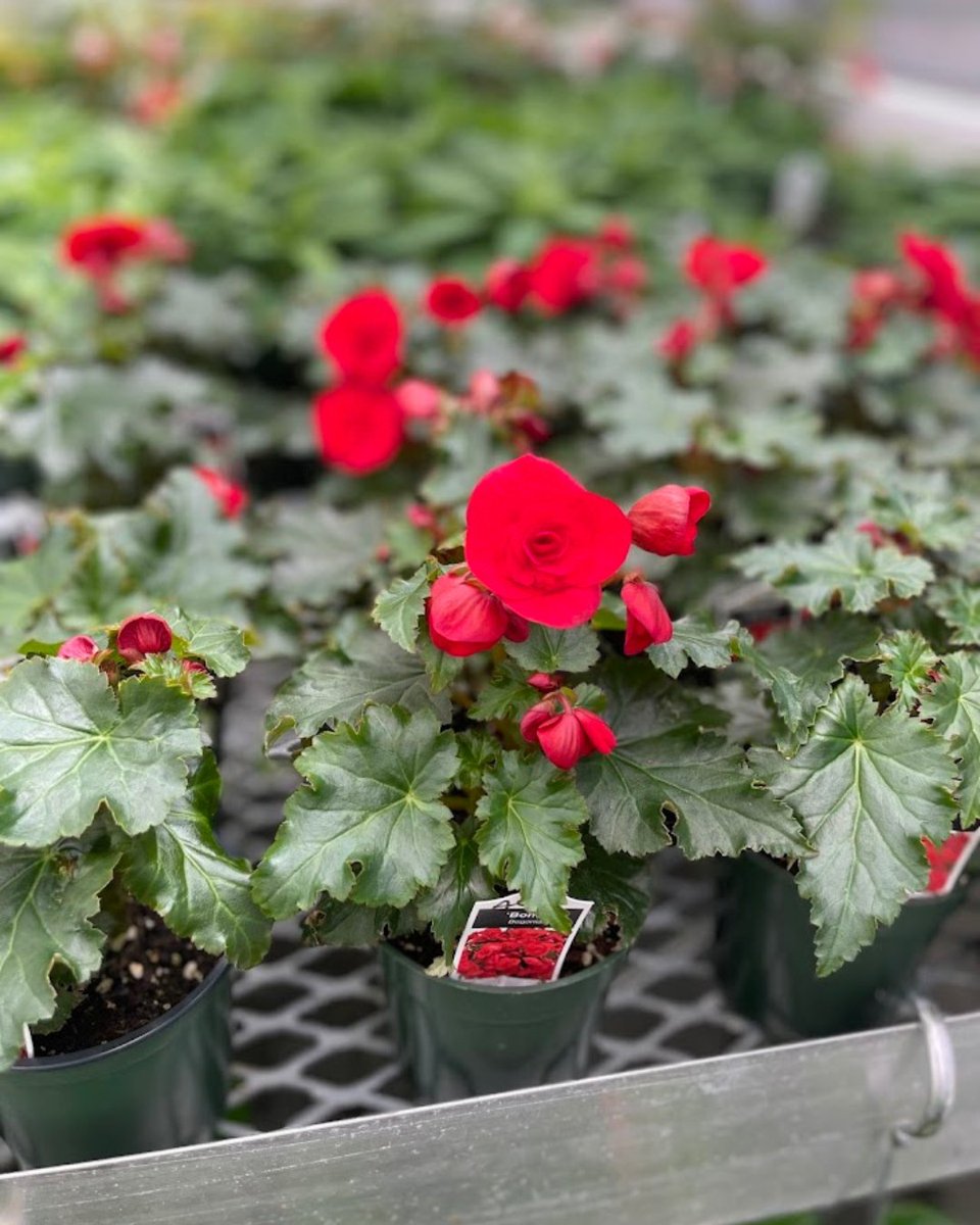 Apex FFA tweet media