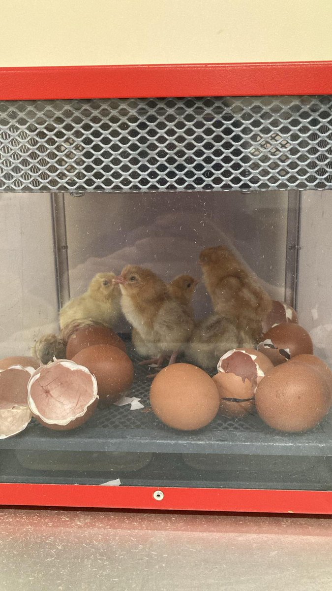 Overnight 6 eggs hatched!!