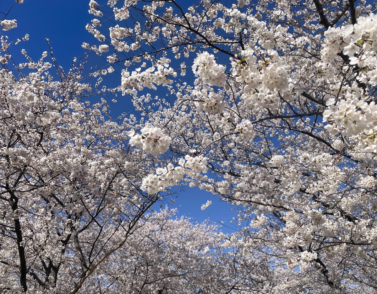 It was another fun day on the National Mall. Peak Bloom is when 70% of the Yoshino blossoms are open, and with lots of shy trees (many on the east side of the Tidal Basin) not opening their blossoms yet, we're not quite there. Maybe tomorrow?🌸🌸🌸
#CherryBlossom #BloomWatch