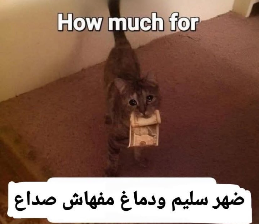 Arab Memes (@arabmemesss) on Twitter photo 