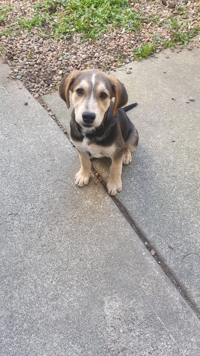 Sandycovevint's tweet image. This wee puppy is available for adoption. Owner is incapacitated. #DunLaughaire/#Sandycove area. Reply to this account. Thank you.