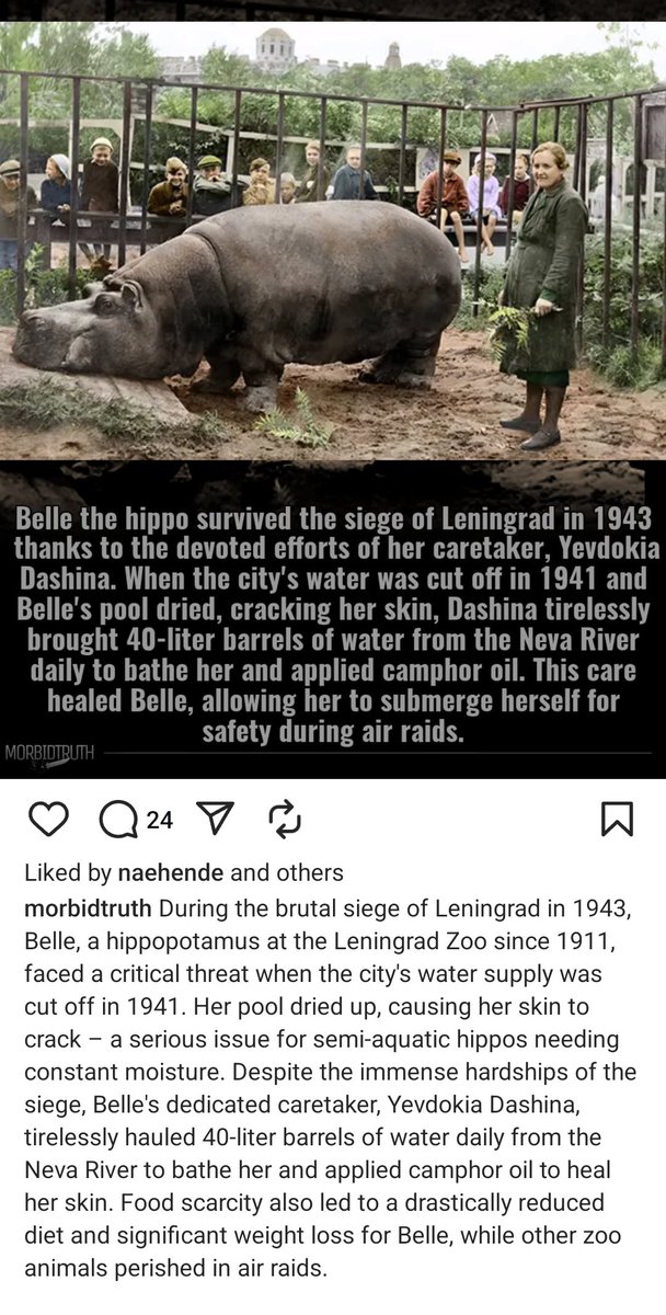 What's more likely:
During one of the most brutal sieges in human history, wherein wallpaper paste and boot leather, pets, vermin, and even children were eaten, they spared a hippo,
OR
A regime famous for its propaganda about the "Soviet spirit" just replaced the hippo post war?
