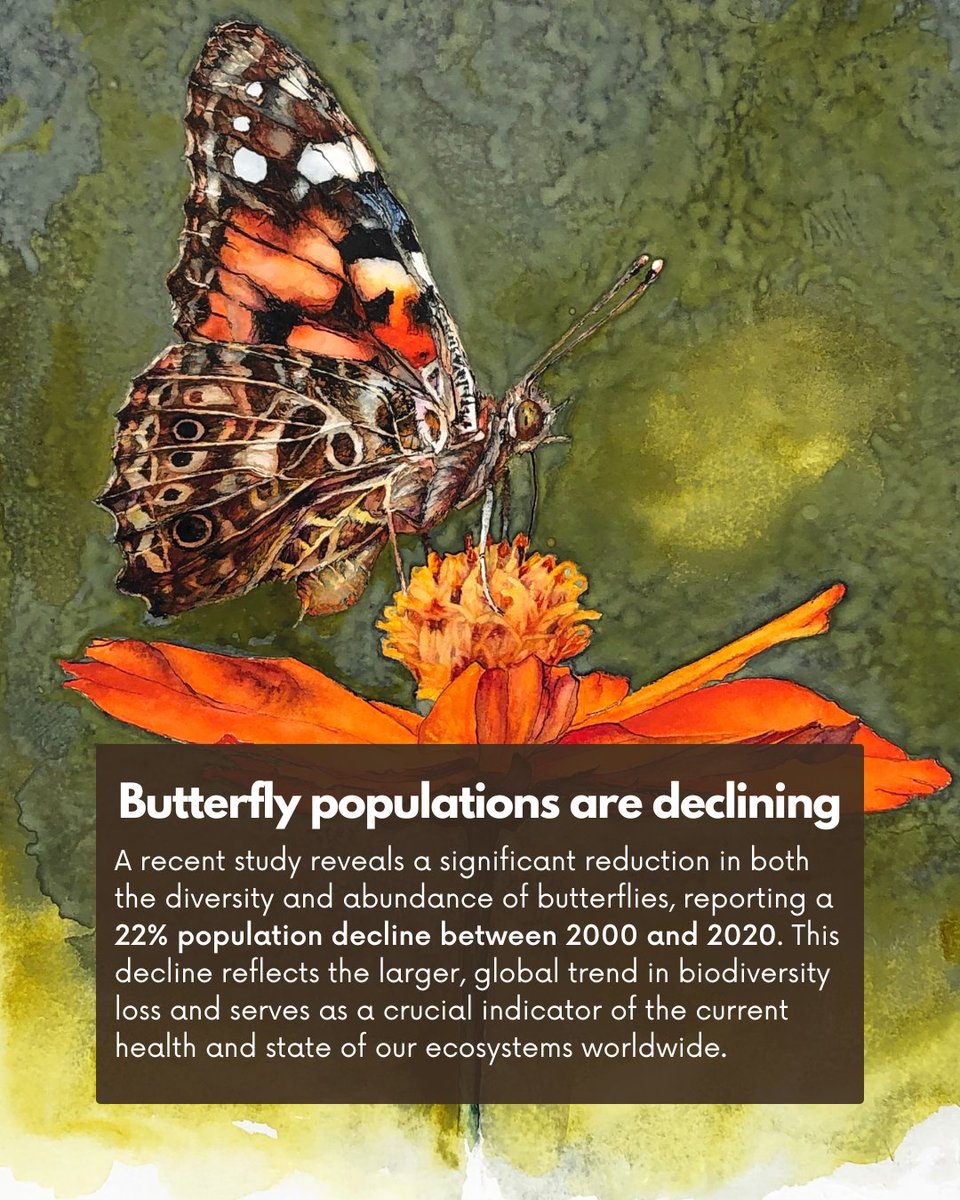 A recent article from <a href="/CBCNews/">CBC News</a> reveals the alarming decline of #butterfly populations and how it threatens our #ecosystems. Read the full article and learn more on how you can make a difference for #biodiversity: oursafetynet.org/2025/03/27/dec…