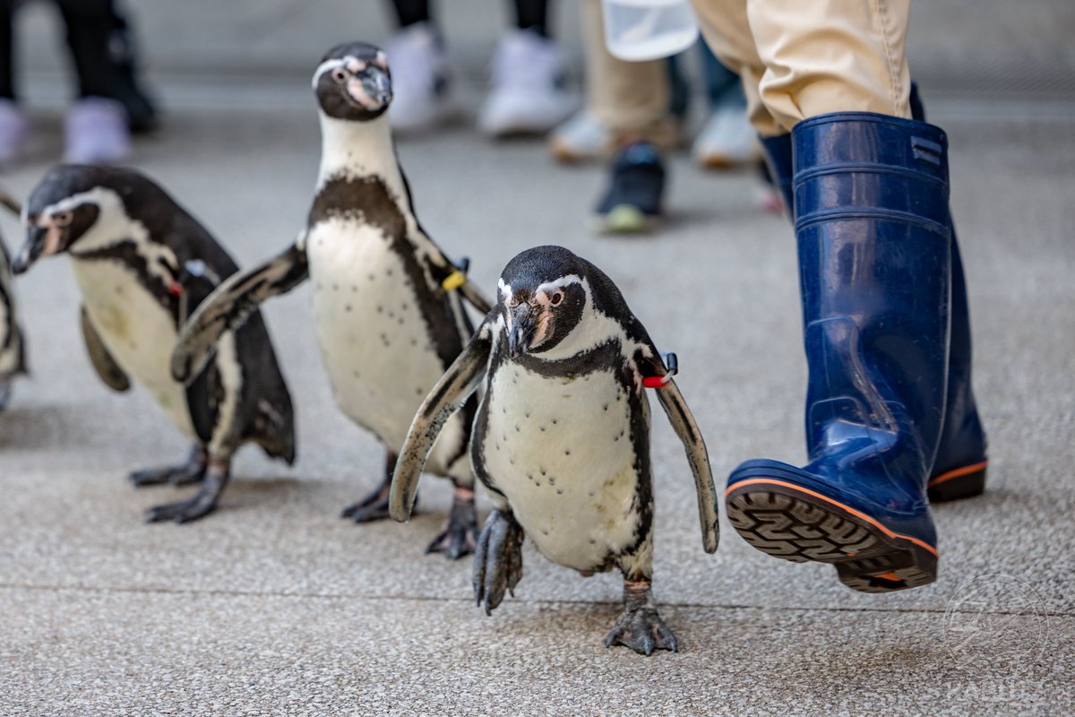 tan_sui_kabutz's tweet photo. 兵庫県は日本海側の水族館もすごいんです https://t.co/13wyl9GSTd