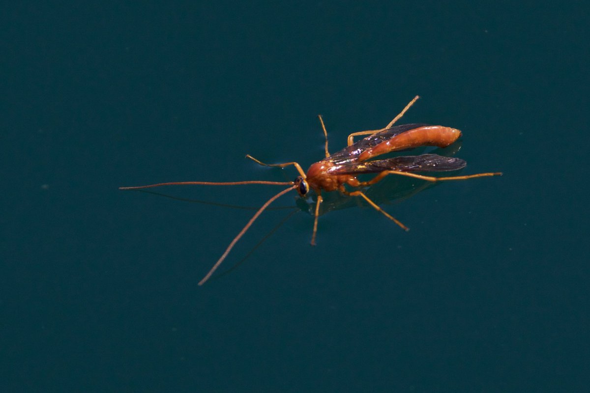 wxbirder's tweet photo. @marcusreynold19 As far as bugs go - they're actually pretty darn chill - and come in more cool colours/shapes etc ! https://t.co/nf74QNDzdJ