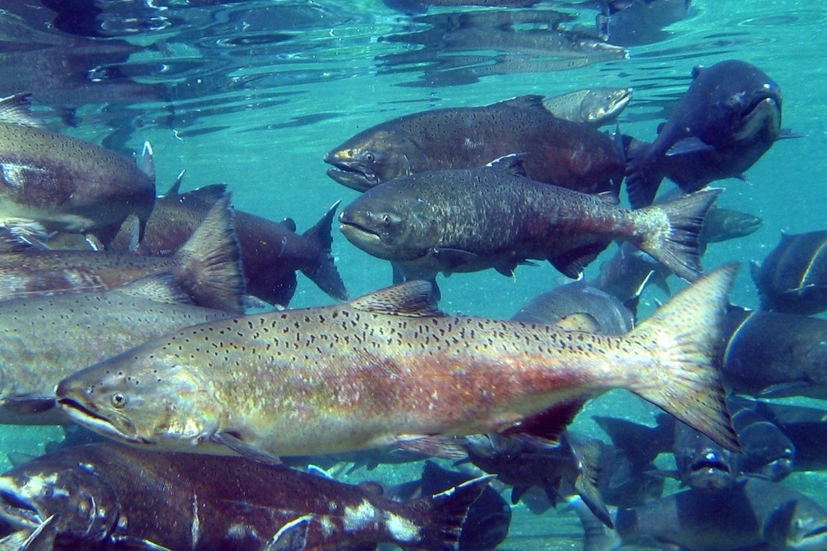 We are proud to announce the official launch of the Puget Sound Salmon Recovery Hub an innovative, interactive online platform designed to centralize and share vital information about Chinook salmon recovery efforts in the Puget Sound region. 

Learn more: bit.ly/4j6Koqf