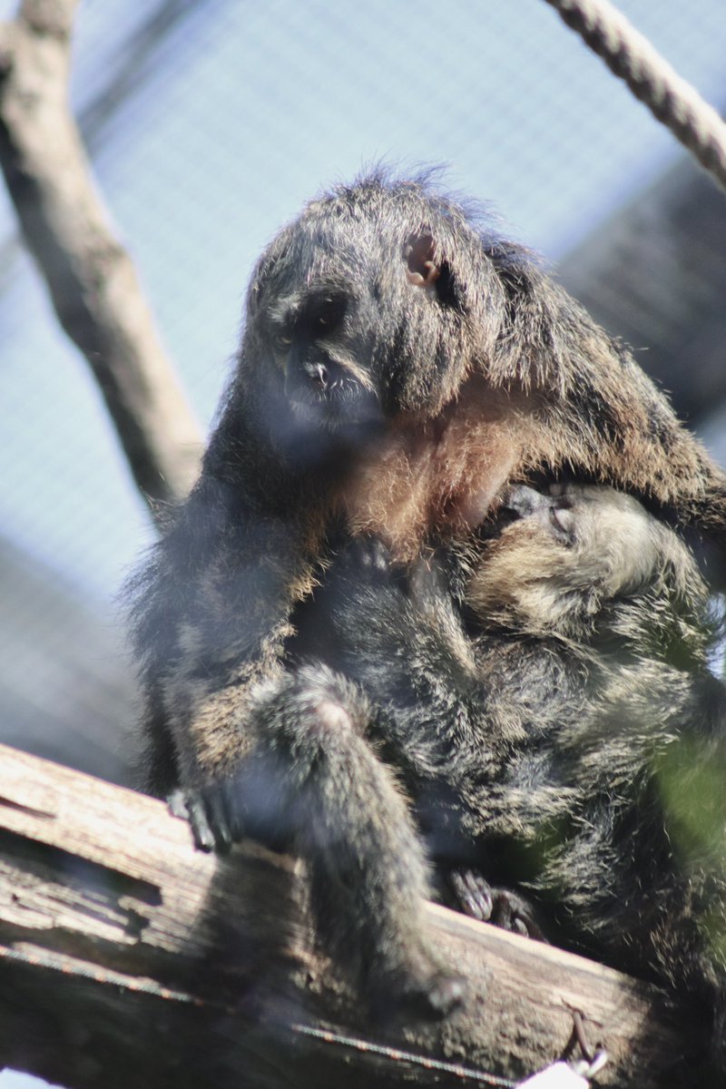 de PEYROLLE tweet media