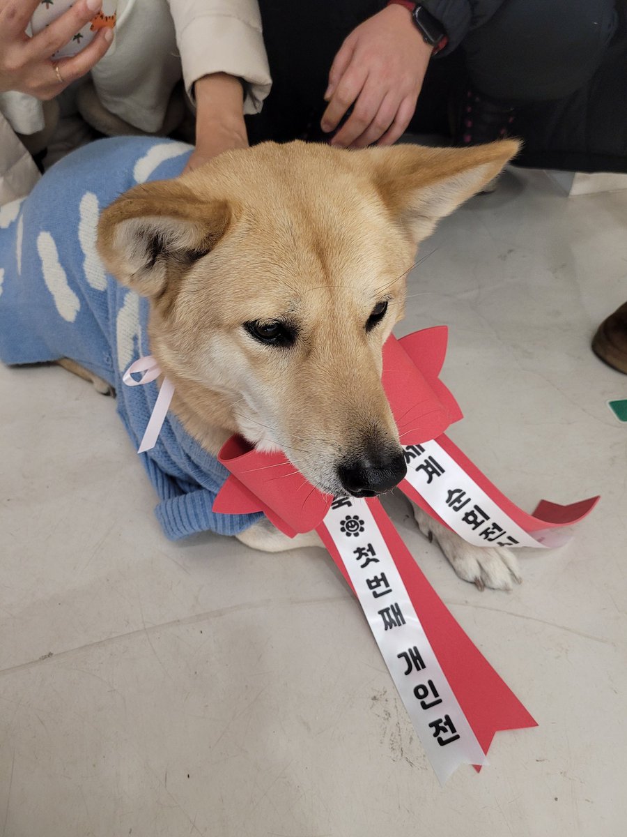 soonsoondog's tweet photo. 홍조 작가님의 전시가 있었던 날. 츄이네를 만나 구리가 우리 집에 오게 되었다는 말을 전한 날. 츄이랑 시카가 같은 스웨터를 입었던 날. 생강이 그림을 보고 생강이네에게 소식을 알린 날. 무지개별로 떠난 몇몇 친구들을 알게 된 날. https://t.co/liijaFzlCY