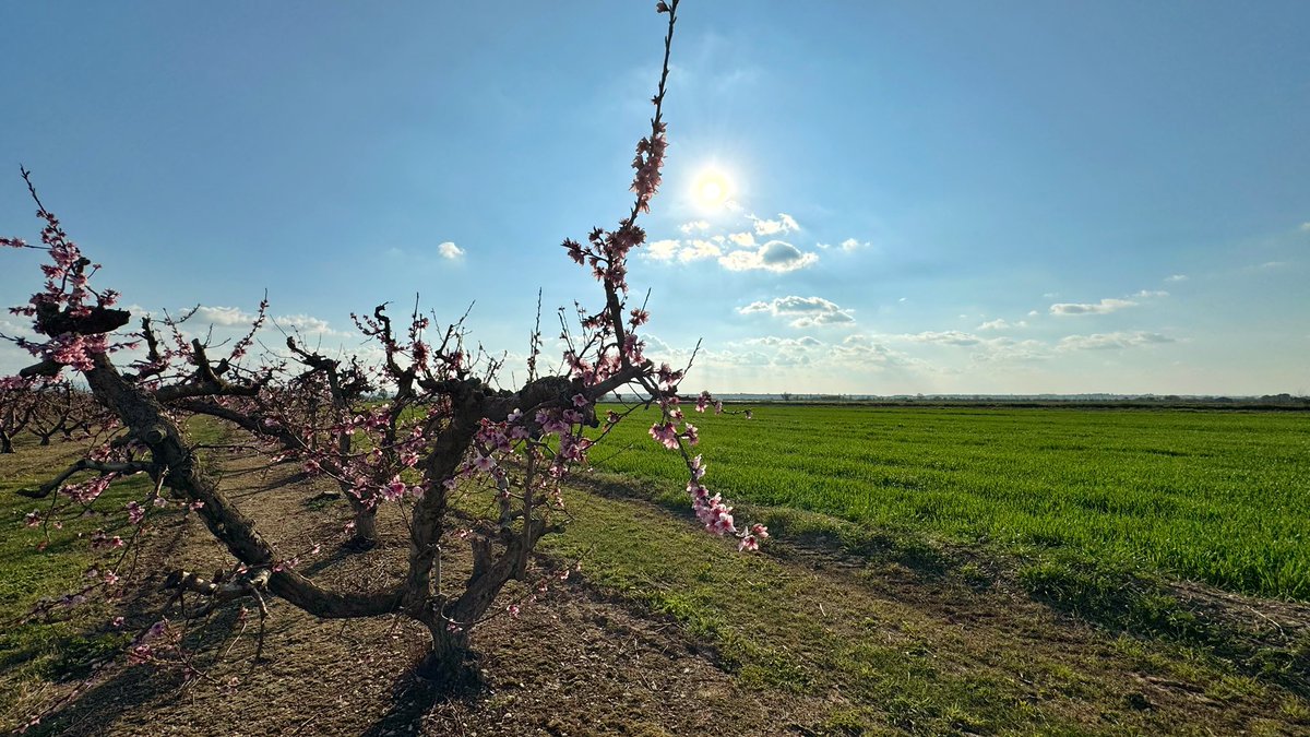 📸🌸 Últimes flors de la temporada des d’Arbeca, a la Plana de Ponent, i els camps amb una verdor esplèndida. #Fruita #Pagesia #Agricultura #Lleida #Meteo #Ponent #TerraFerma #324eltemps #324meteo