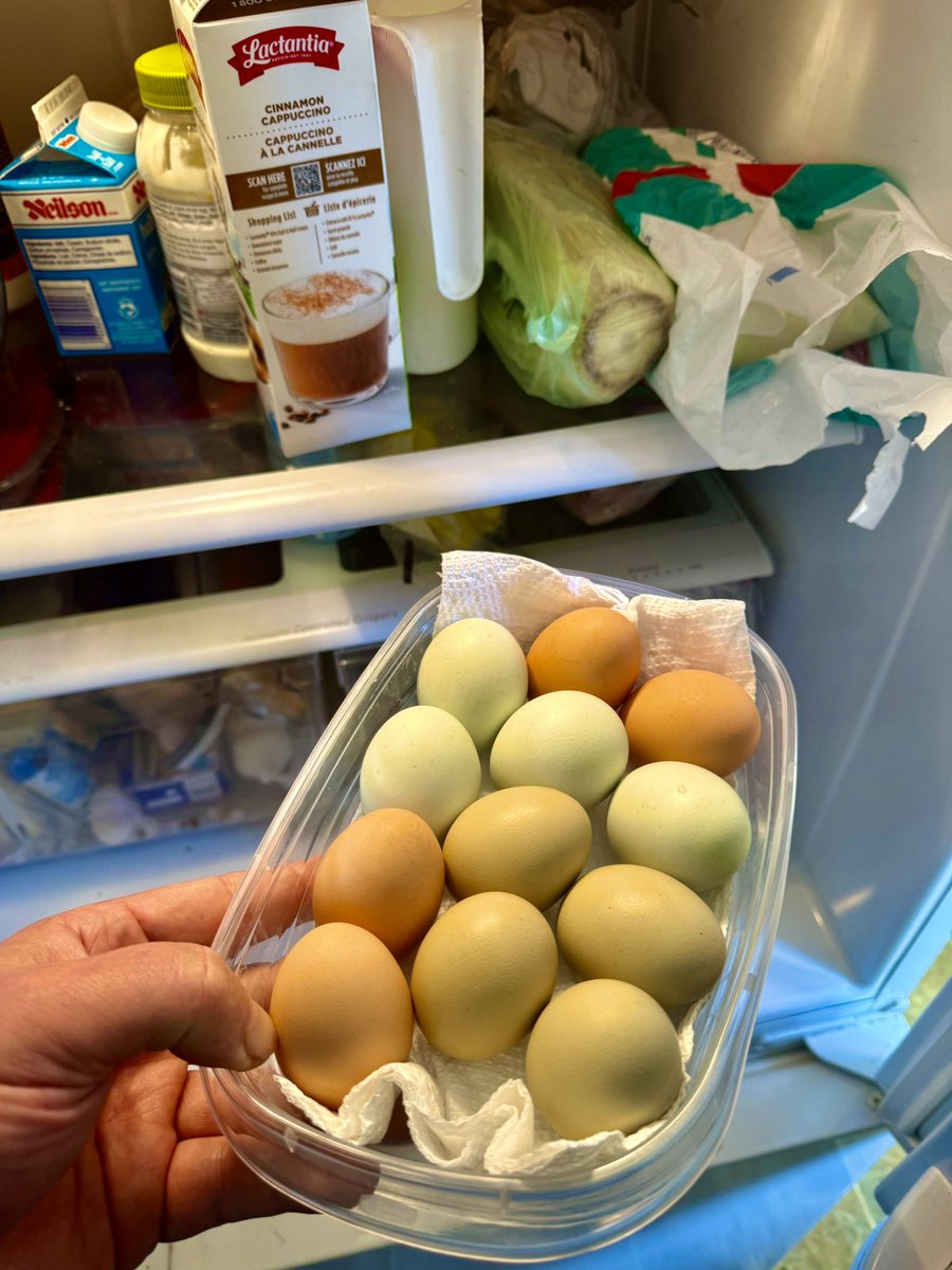 DamonBennett_'s tweet image. Why does my fridge smell like chicken butts?  🤔🤨
#fresheggs