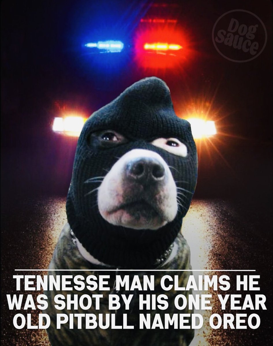 dogsauceco's tweet photo. What are your thoughts on this? A Memphis man reported to the police that his dog shot a firearm while they were in bed with a female. Oreo, the one year old pitbull, had gotten his paw stuck in the gun’s trigger guard and caused it to discharge.
#dogsauce #fiberfordogs #dogs https://t.co/uJwpvXZDbq