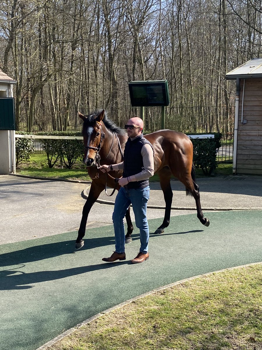 Notre petit champion Boniface fait une excellente rentrée cet après midi à Chantilly en prenant une probante 3e place dans une C1 bien composée. Bravo et merci à l’équipe de son entraîneur Anastasia Wattel ainsi qu’à son jockey Hugo Lebouc