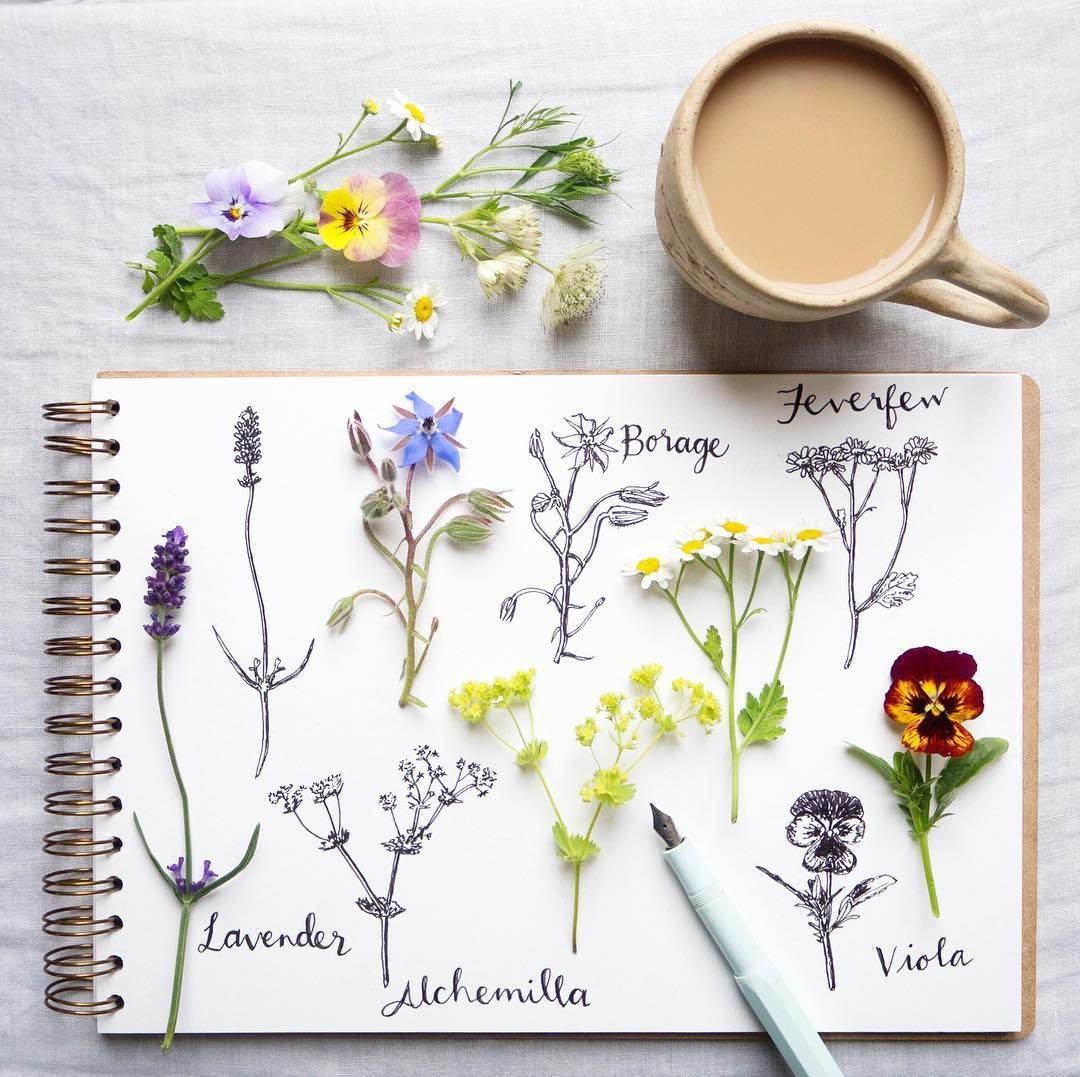 I know Thursday can be tricky for an evening workshop (UK time) if you're in the US or Canada but my 14 JUNE botanical illustration &amp; mental health workshop is on a Saturday:

...same format, same content, still a 15% discount coupon (THANKYOU15) to thank you for supporting me