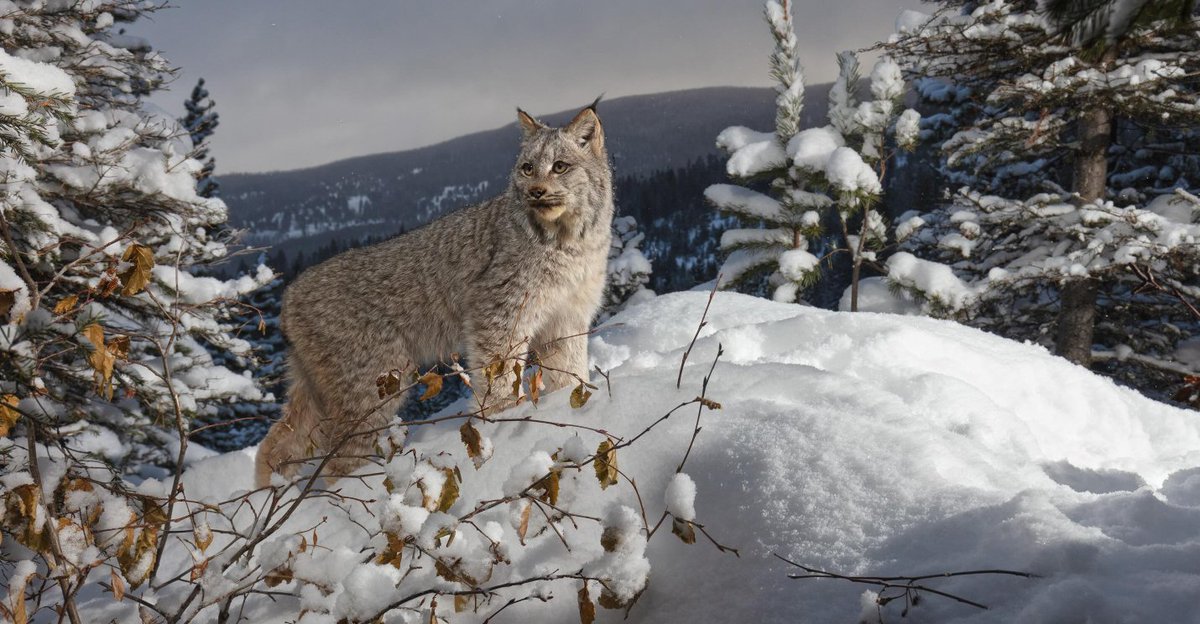 VagrantTravels's tweet image. Canadian lynx triggers a camera trap in Montana