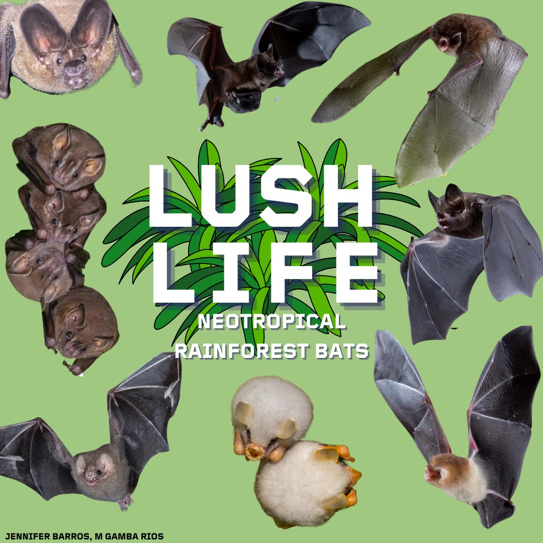 The rainforests of South America contain the widest diversity of bats in the world, home to insectivorous, frugivorous, carnivorous, and nectarivorous species. Learn more about the bat species that call the rainforest home in our latest blog post. batcon.org/lush-life-neot…