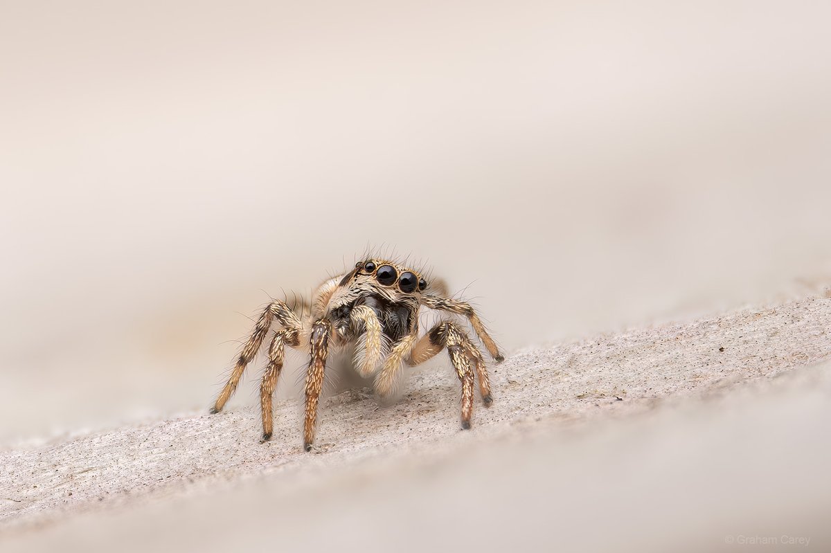 GrahamsPics's tweet image. Who  says spiders aren't cute? There are numerous Zebra jumping spiders in  our Chertsey garden this week pictured here along with a Nursery web  spider and a Drain fly.