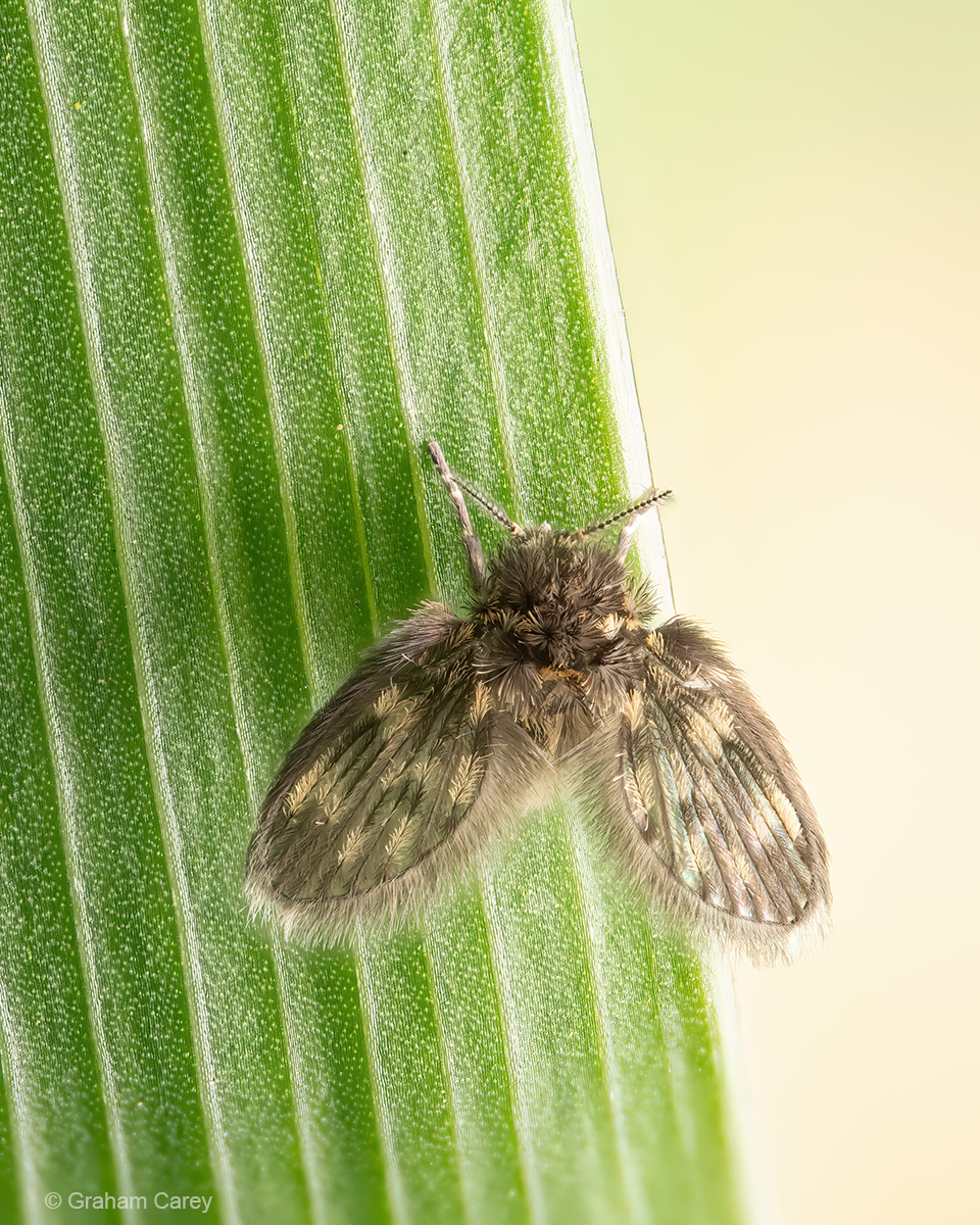 GrahamsPics's tweet image. Who  says spiders aren't cute? There are numerous Zebra jumping spiders in  our Chertsey garden this week pictured here along with a Nursery web  spider and a Drain fly.