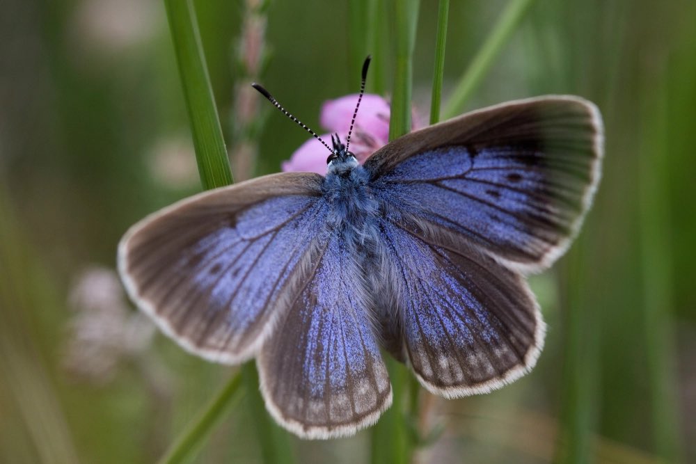 Mijn laatste column op <a href="/rtvoost/">RTV Oost</a> over de natuur ging over het Gentiaanblauwtje. Vlinder komt bijnam niet meer voor in onze provincie. Heeft voor voortplanting Klokjesgentiaan en steekmieren nodig. Te complex in tijden van klimaatverandering en andere externe invloeden.
