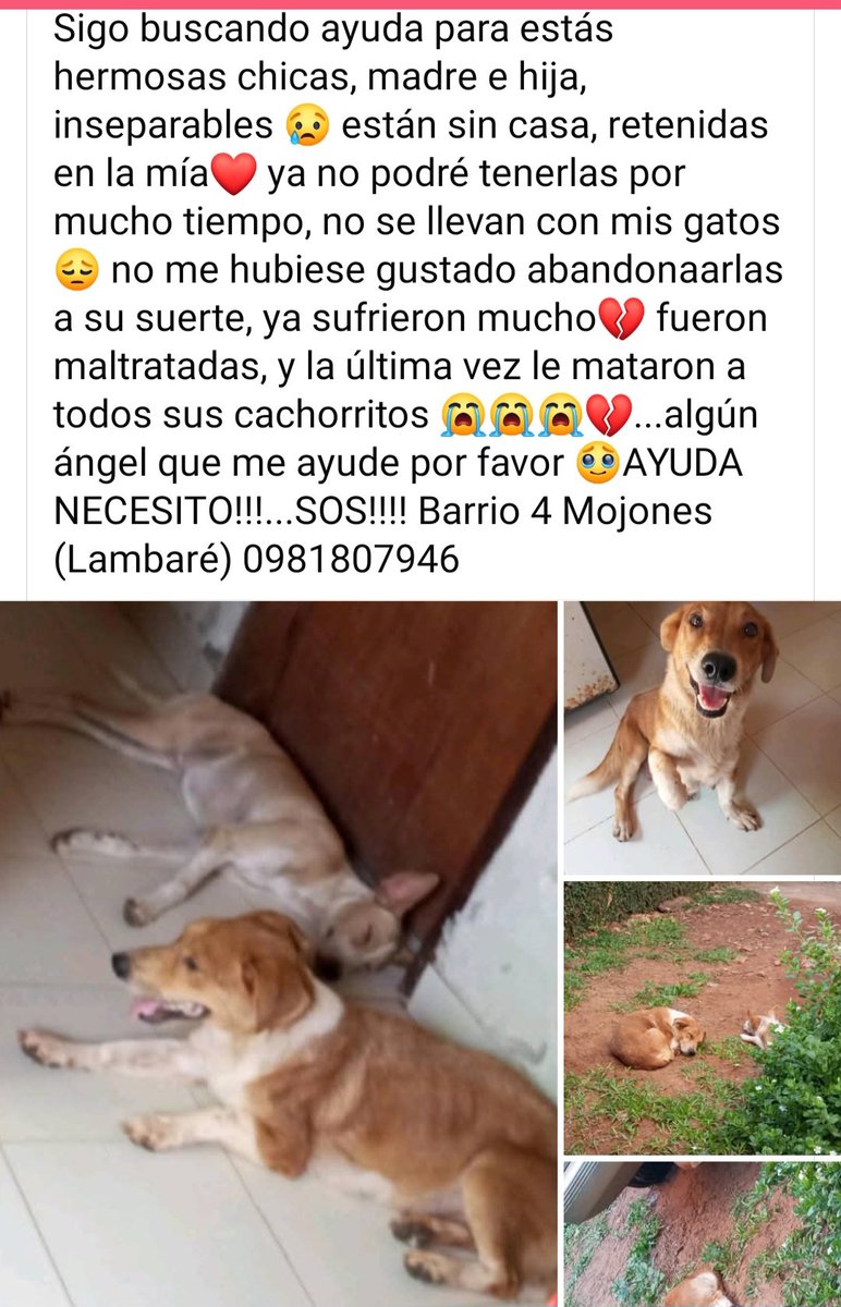 Miravalpy's tweet photo. Ayudemos a encontrar un hogar para estas bellezas 😍 💕 
Cel 0981 807946
@BuscanCasita https://t.co/bHi17ZCIU0